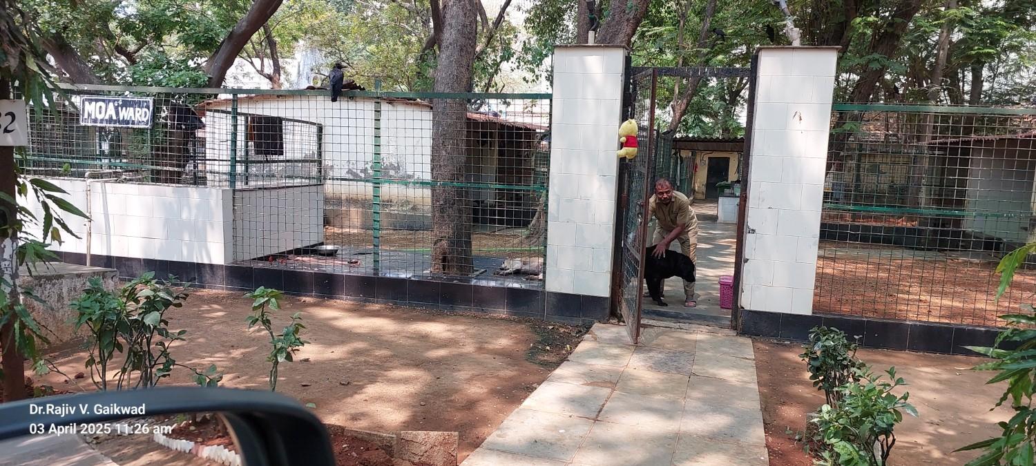 Facility For Stray Dogs